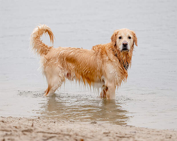 1. oktober: Nyd friheden på stranden med din hund i vinterhalvåret