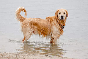 1. oktober: Nyd friheden på stranden med din hund i vinterhalvåret