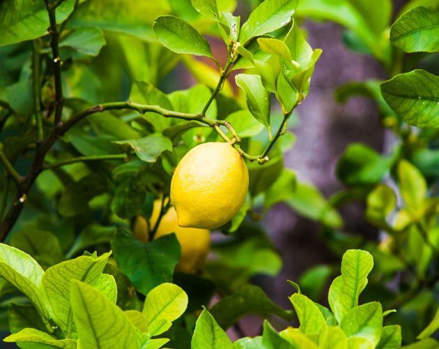 Bliv klog på citronen: 13 fakta om citroner og sundhed : KvindeGuiden